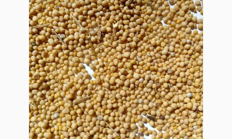 Продам гочиця жовта 200т. - фото № 1