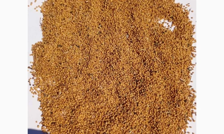 Гірчиця - фото № 1