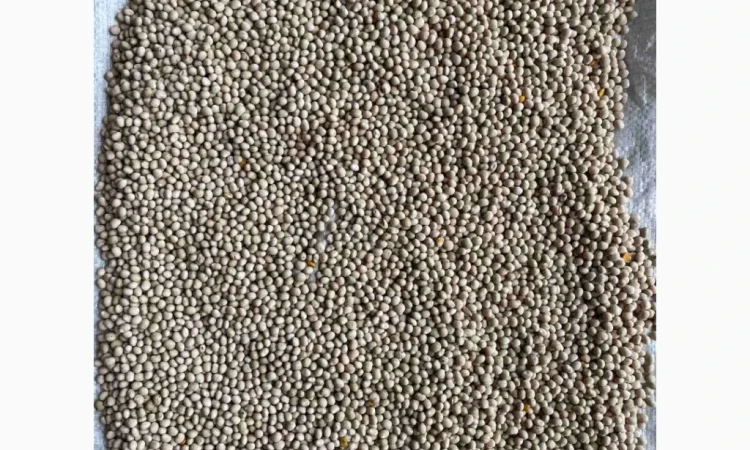 Продается насіння люпину вузьколистого Локомотив еліта - фото № 1