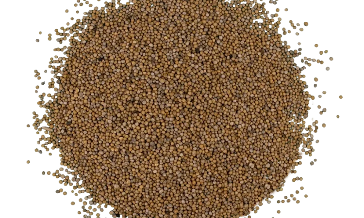 Закуповуємо врожай білої гірчиці - фото № 1