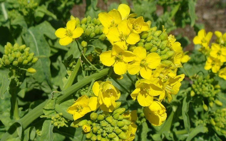 Потрібна гірчиця біла. Заберу з місця - фото № 1