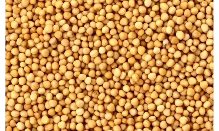 Купуємо білу гірчицю по всій Україні - фото № 1