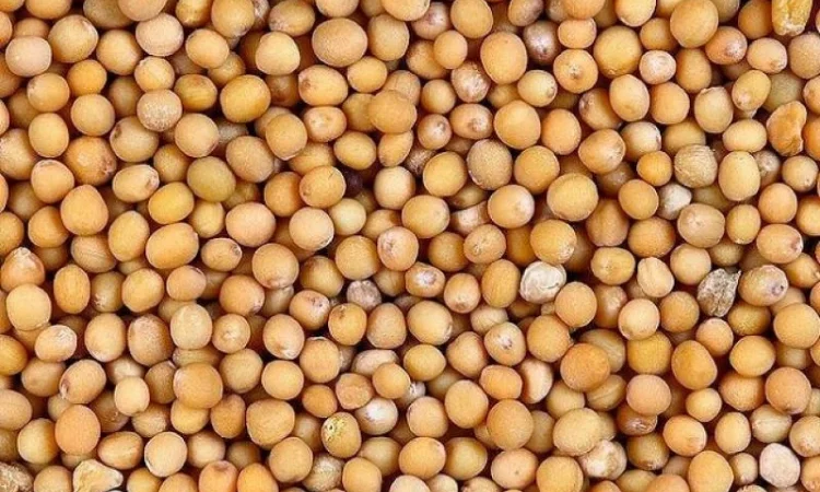 Швидкий викуп білої гірчиці. Самовивіз - фото № 1