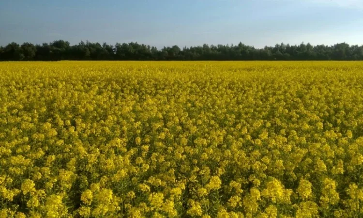 Куплю гірчицю. Самовивіз із місця - фото № 1
