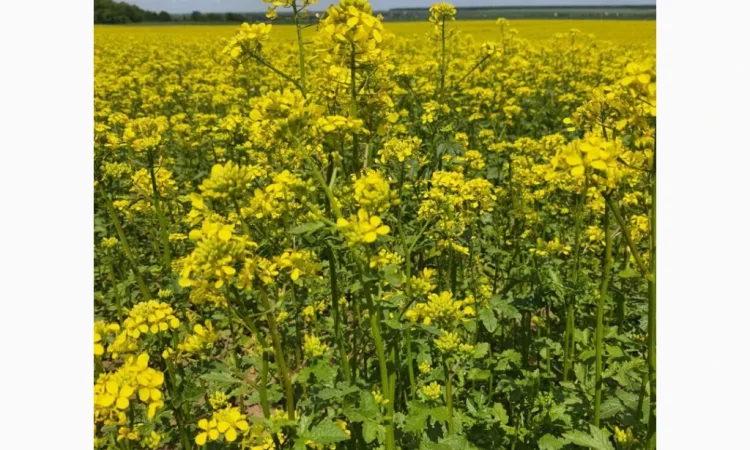 Постійна закупівля гірчиці білої - фото № 1