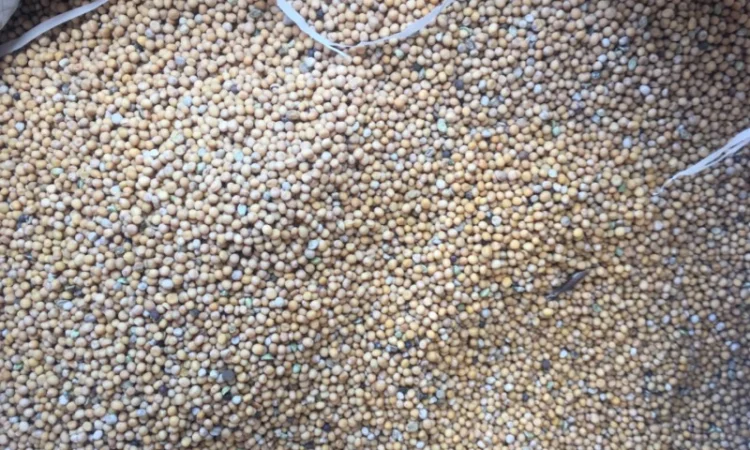 Купуємо гірчицю білу та жовту - фото № 1