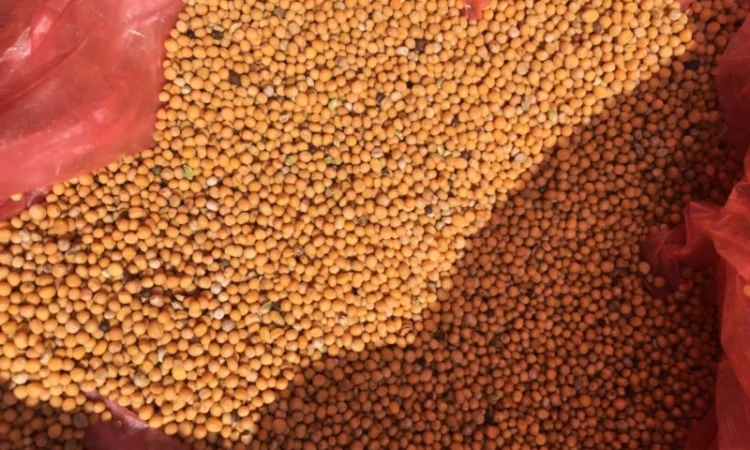 Куплю білу гірчицю - фото № 1