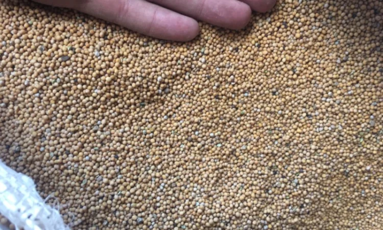 Горчица покупаем - фото № 1