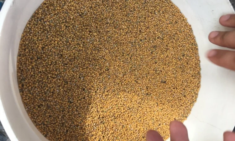 Купуємо гірчицю жовту та білу - фото № 1