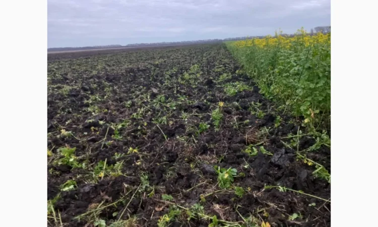 Продам гірчицю жовту - фото № 2