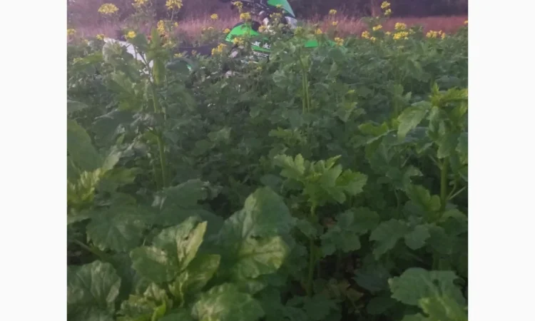 Продам гірчицю жовту - фото № 3