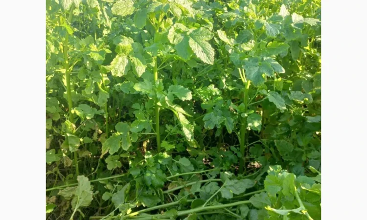 Продам гірчицю жовту - фото № 4