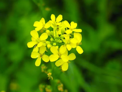 Куплю товарну гірчицю - фото № 1