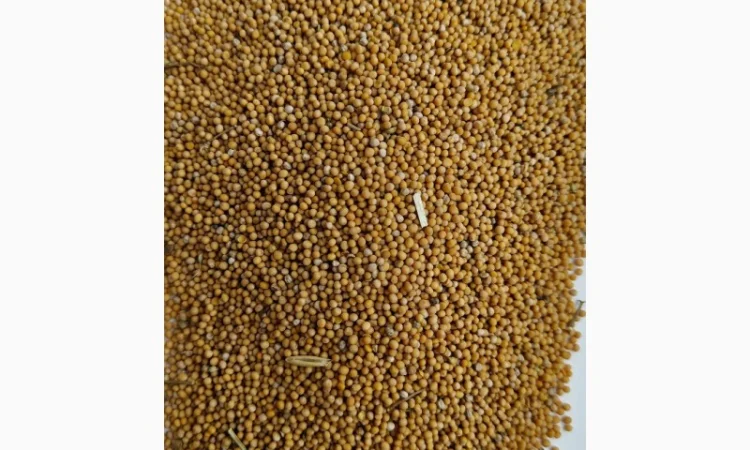 Продам гірчицю білу (можно на сидерат)- 50т. - фото № 1