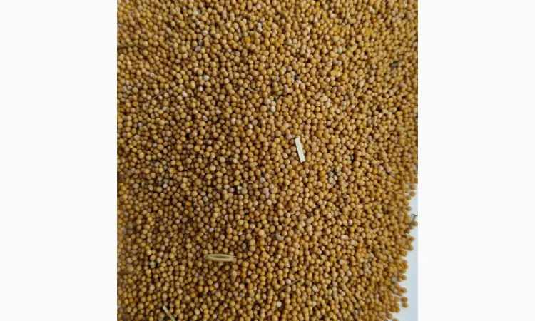 Продам гірчицю білу (можно на сидерат)- 50т. - фото № 1