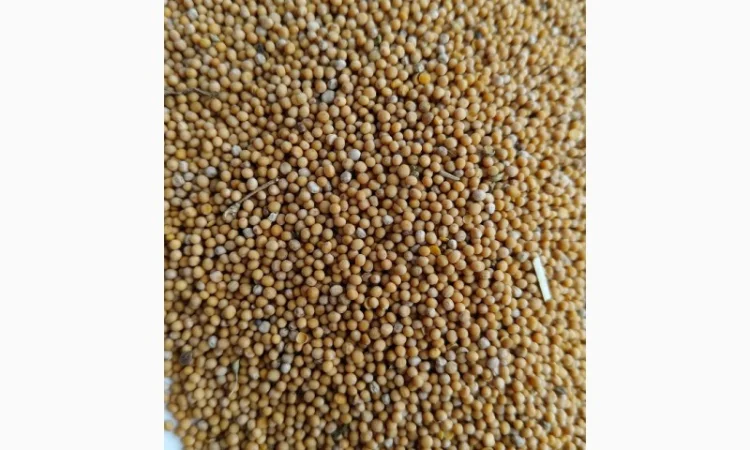 Продам гірчицю білу (можно на сидерат)- 50т. - фото № 2