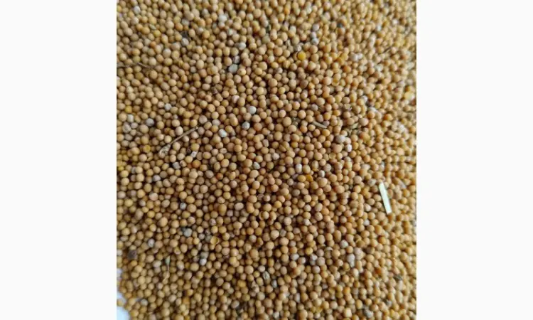 Продам гірчицю білу (можно на сидерат)- 50т. - фото № 2