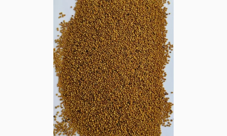 Продам насіння - фото № 1