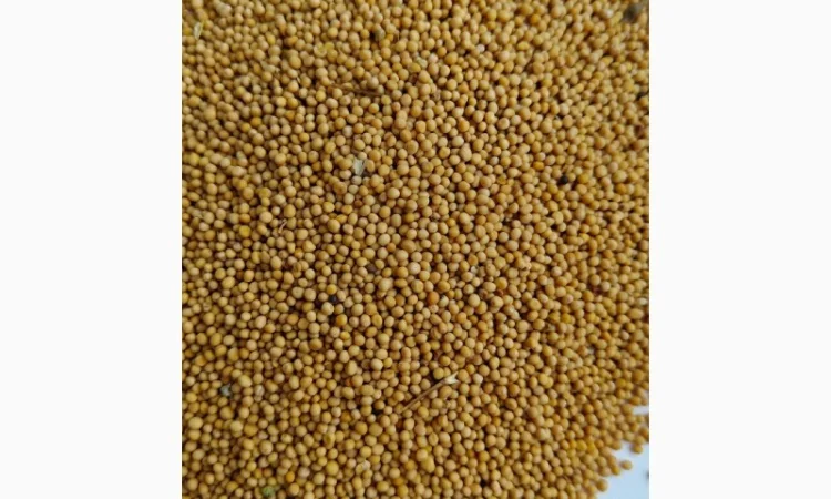 Насіння - фото № 1