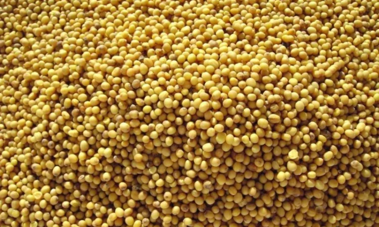 Куплю гірчицю ф2 ф3 - фото № 1