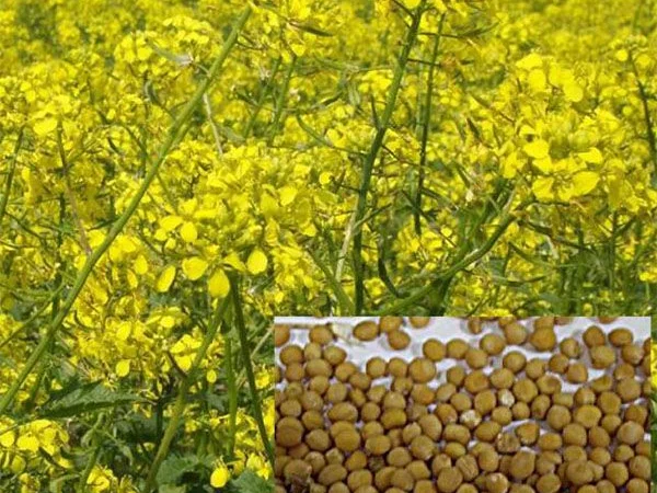 Купуємо гірчицю на експорт - фото № 1