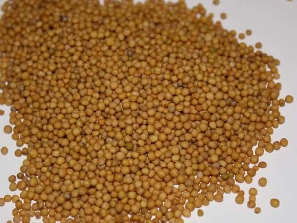 Куплю гірчицю з господарства - фото № 1