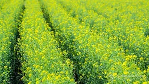 Куплю гірчицю жовту - фото № 1