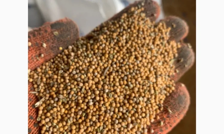 Насіння гірчиці білої - фото № 1