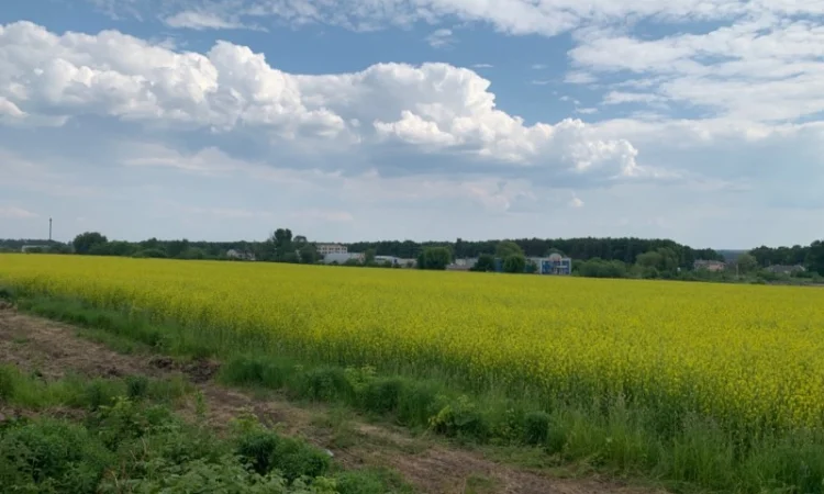 Насіння гірчиці білої - фото № 2