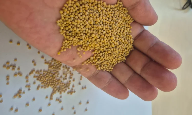 Купую гірчицю білу - фото № 1