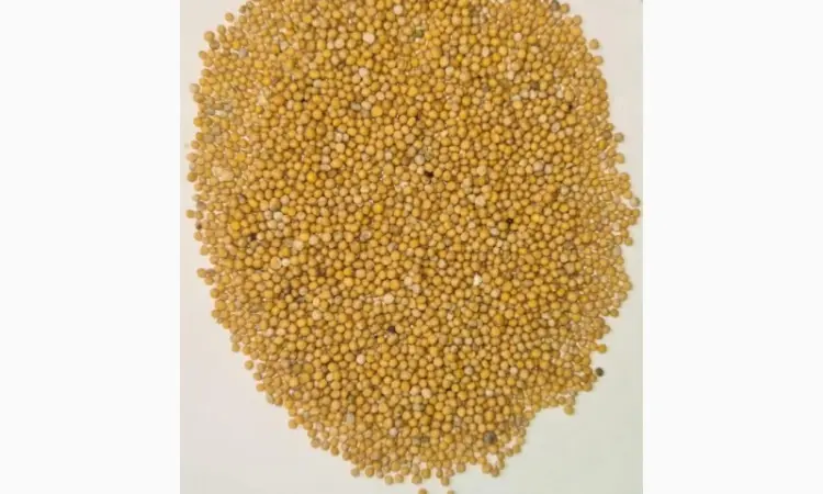 Продам Гірчицю білу - фото № 1