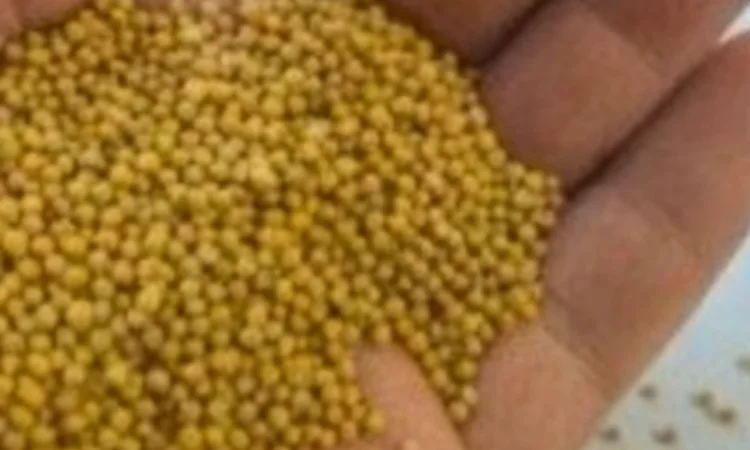 Гірчиця біла - фото № 1