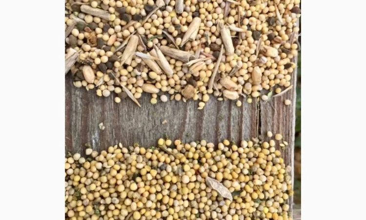 Куплю горчицу - фото № 1