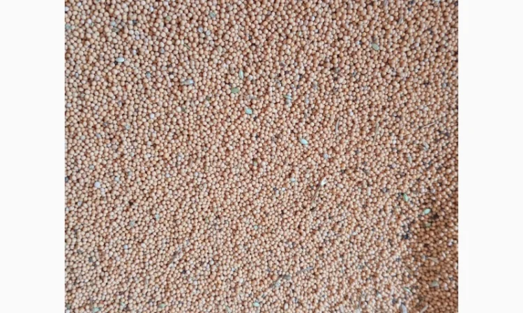 Горчица на сидерат - фото № 1