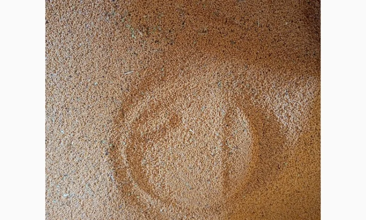 Горчица на сидерат - фото № 2