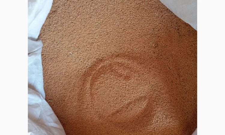 Горчица на сидерат - фото № 3