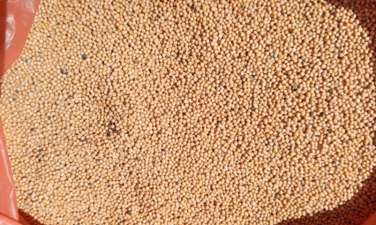 Горчица на сидерат - фото № 4