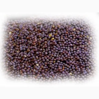 Куплю черную горчицу оптом - фото № 1