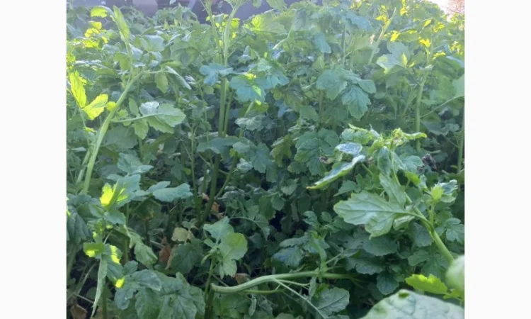 Продам гірчицю жовту - фото № 4