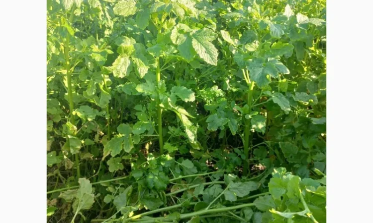 Продам гірчицю жовту - фото № 3