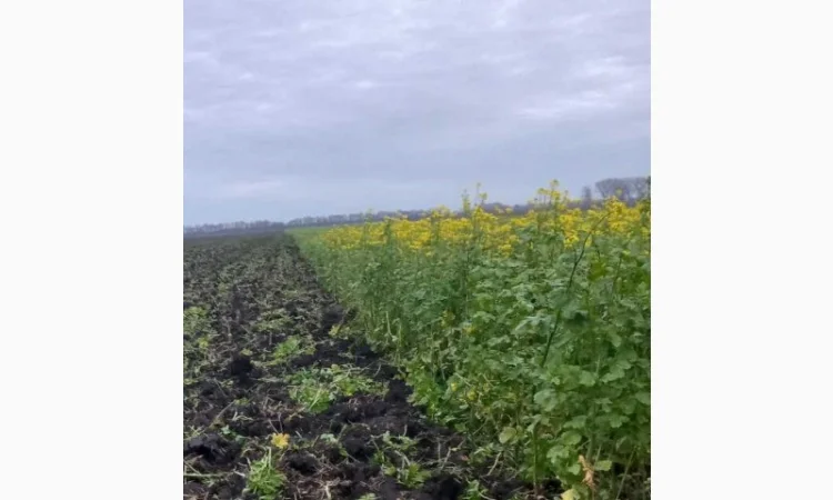 Продам гірчицю жовту - фото № 1