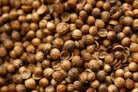 Продам насіння коріандра - фото № 1