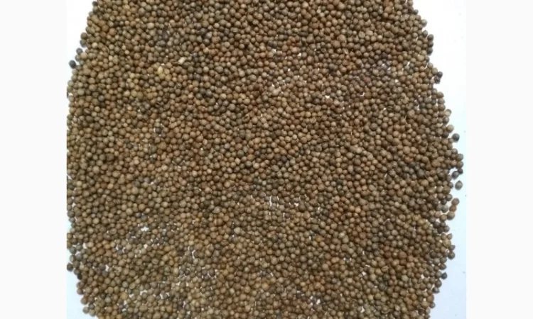 Продам кориандр товарный(чистота 99 - фото № 1