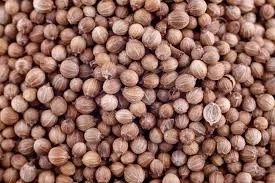 Закуповуємо коріандр - фото № 1