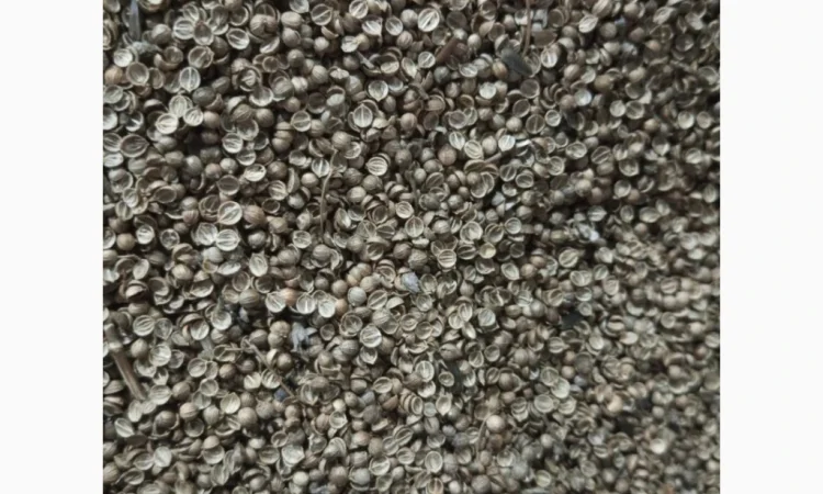 Продам коріандр відходи - фото № 1