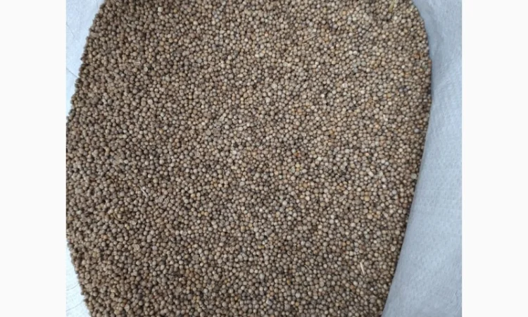 Продам коріандр - фото № 1