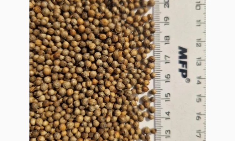 Купляємо коріандр € - фото № 1