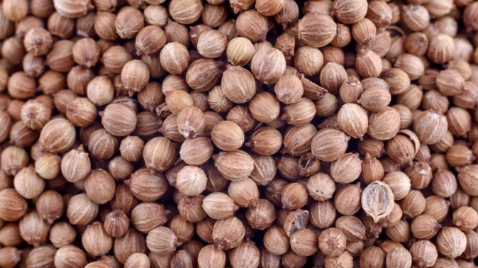 Продам кориандр - фото № 1