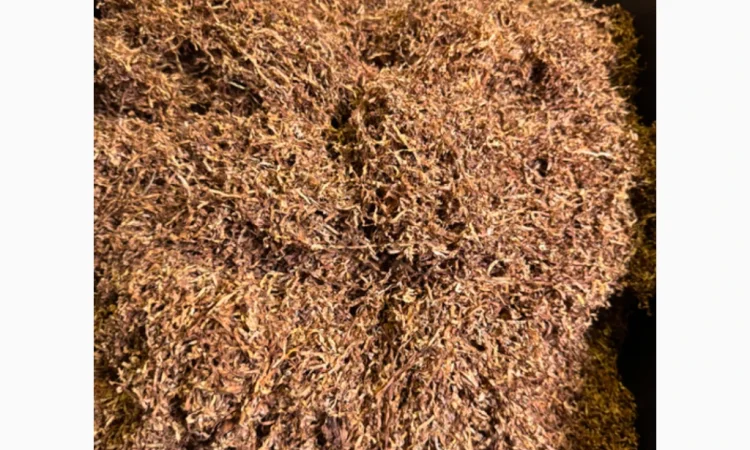 Табак высокого качества - Кемел - фото № 3