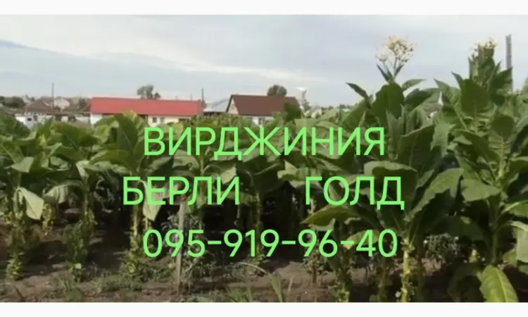 Тютюн табак опт розниця. Вирджиния. Берли. Вирджиния Голд. Винстон. Кэмэл. Честер. Гильзы - фото № 8